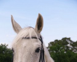 broodmare Lony (German Sport Horse, 2009, from Levkoi)