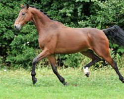 dressage horse Dyor (Oldenburg, 2006, from Danone 4)