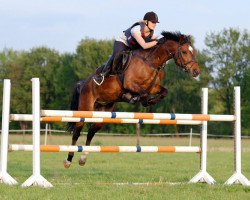 jumper San Benino (German Riding Pony, 1998, from Sazar)