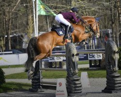 jumper Plot Green (Hanoverian, 2012, from Plot Blue)