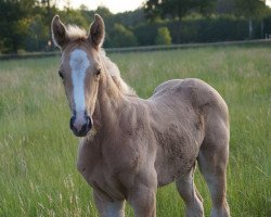 broodmare Die Rose TS (Westphalian, 2018, from Danone 4)