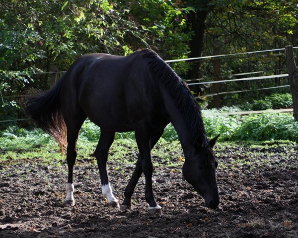 Dressurpferd Helena D 2 (Hannoveraner, 2007, von High Spirits)