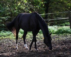 dressage horse Helena D 2 (Hanoverian, 2007, from High Spirits)