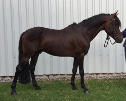 Springpferd Oturio von OZ (Deutsches Reitpony, 2013, von Bartez)