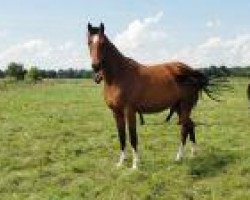 broodmare Cora BS (Holsteiner, 2010, from Verdi)