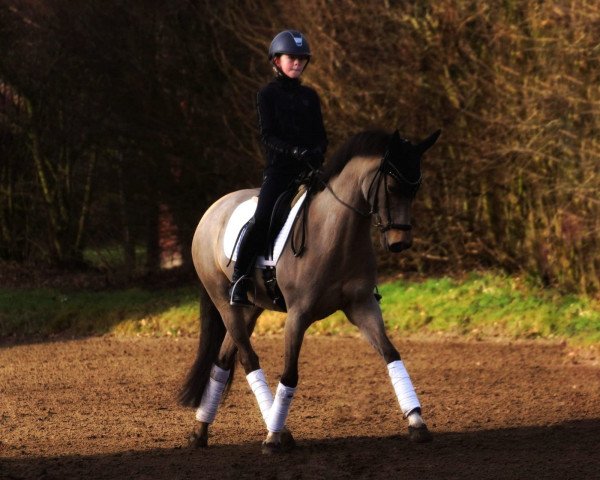 dressage horse Gina-Lisa 3 (German Riding Pony, 2011, from HET Golden Dream)