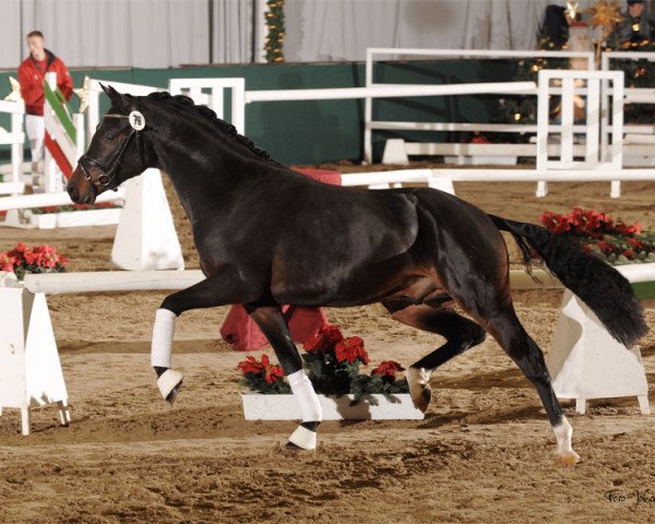 stallion Don Joshi (Westphalian, 1996, from Dressman)