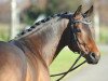 dressage horse Don Joshi II (German Riding Pony, 2004, from Dressman)