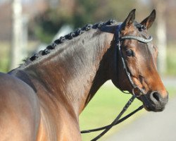 dressage horse Don Joshi II (German Riding Pony, 2004, from Dressman)