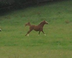 Pferd Corrado Downland (Deutsches Reitpony, 1999, von Capri Moon)