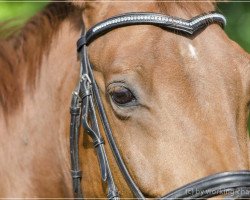 horse Kaskadeur T (Trakehner, 1997, from Saint Tropez)