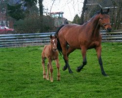 broodmare Philline III (Holsteiner, 2000, from Candillo Z)