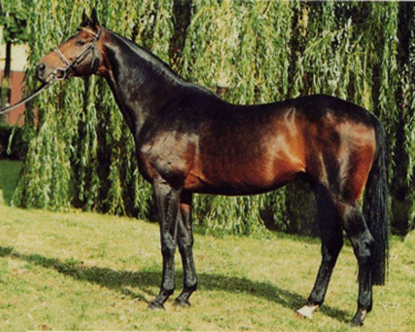 stallion Abasko xx (Thoroughbred, 1983, from Aveiro xx)