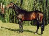 stallion Abasko xx (Thoroughbred, 1983, from Aveiro xx)