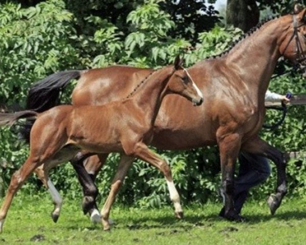 Zuchtstute Milottie (KWPN (Niederländisches Warmblut), 1994, von Corleone)