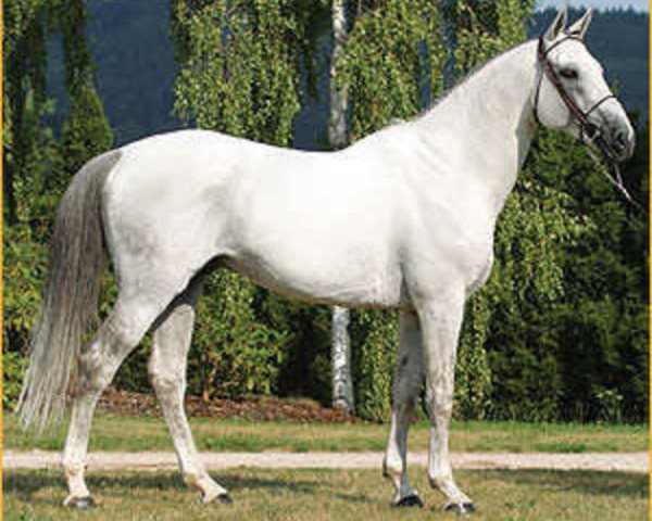 stallion As de la Crasne (Selle Français, 1988, from Chat D'Or xx)