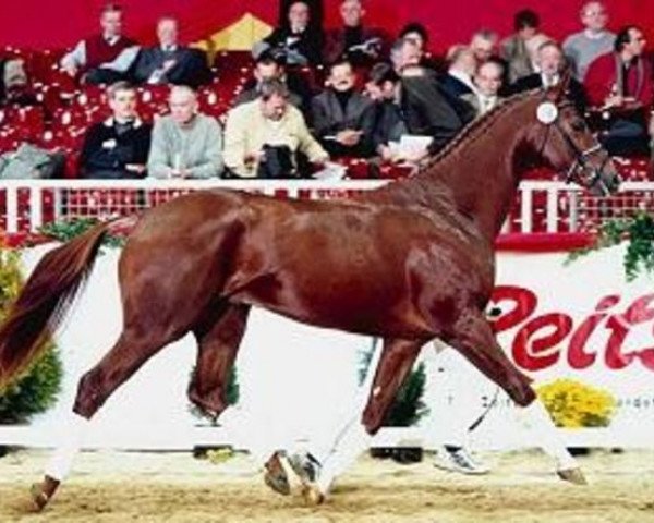 stallion Zagallo (Hanoverian, 1996, from Zeus)