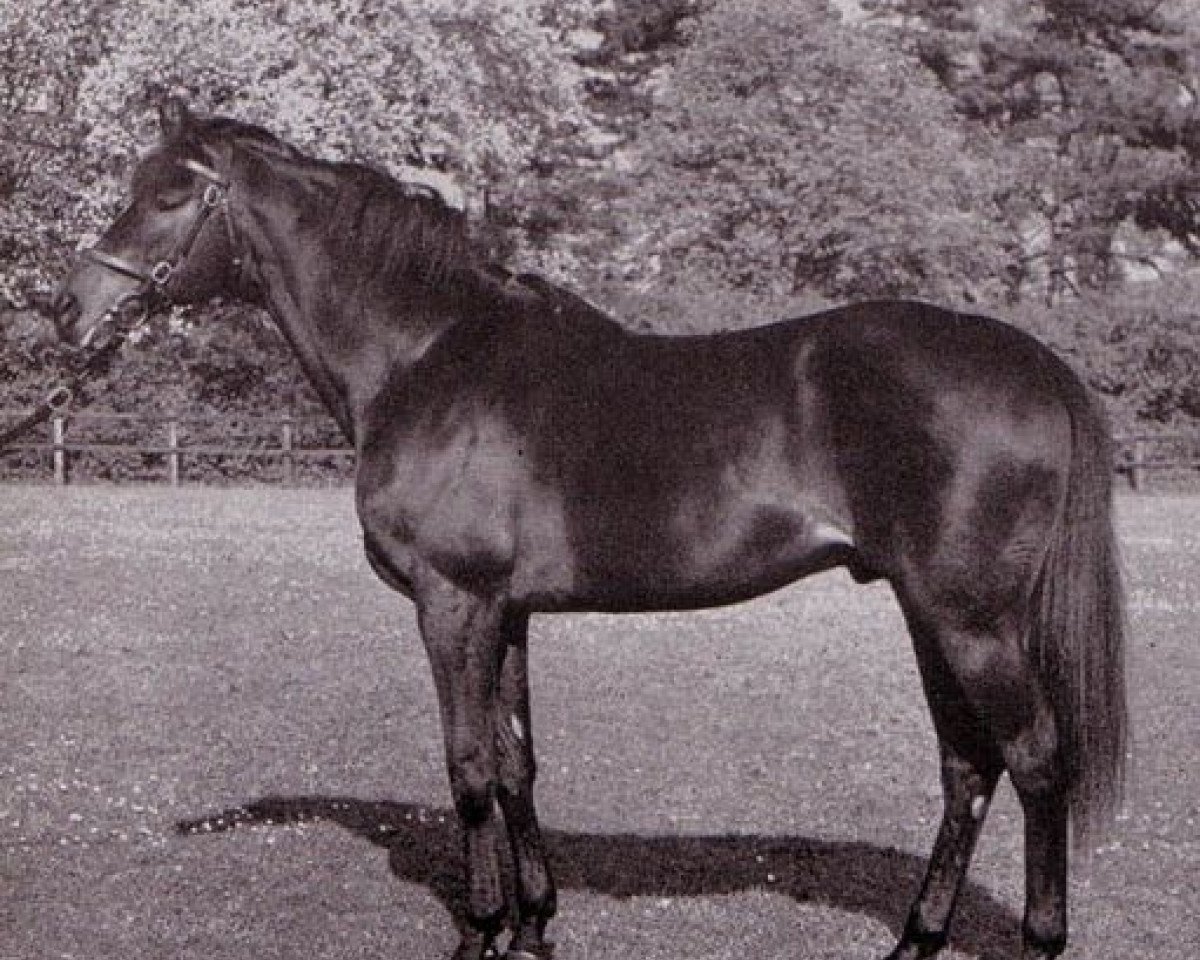 Deckhengst Pardal xx (Englisches Vollblut, 1947, von Pharis II xx)