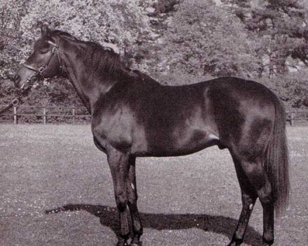 stallion Pardal xx (Thoroughbred, 1947, from Pharis II xx)