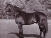 stallion Pardal xx (Thoroughbred, 1947, from Pharis II xx)