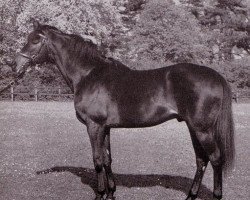 stallion Pardal xx (Thoroughbred, 1947, from Pharis II xx)