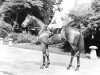 stallion Parbury xx (Thoroughbred, 1963, from Pardal xx)