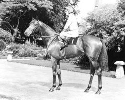 stallion Parbury xx (Thoroughbred, 1963, from Pardal xx)