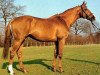stallion Palton xx (Thoroughbred, 1973, from Parbury xx)
