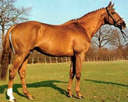 stallion Palton xx (Thoroughbred, 1973, from Parbury xx)