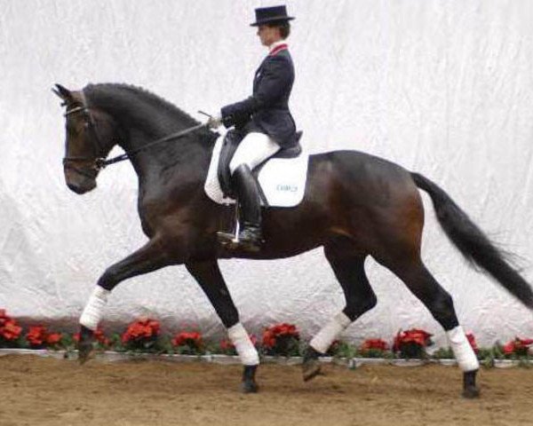 stallion Don Christobal (Westphalian, 2001, from Davignon I)