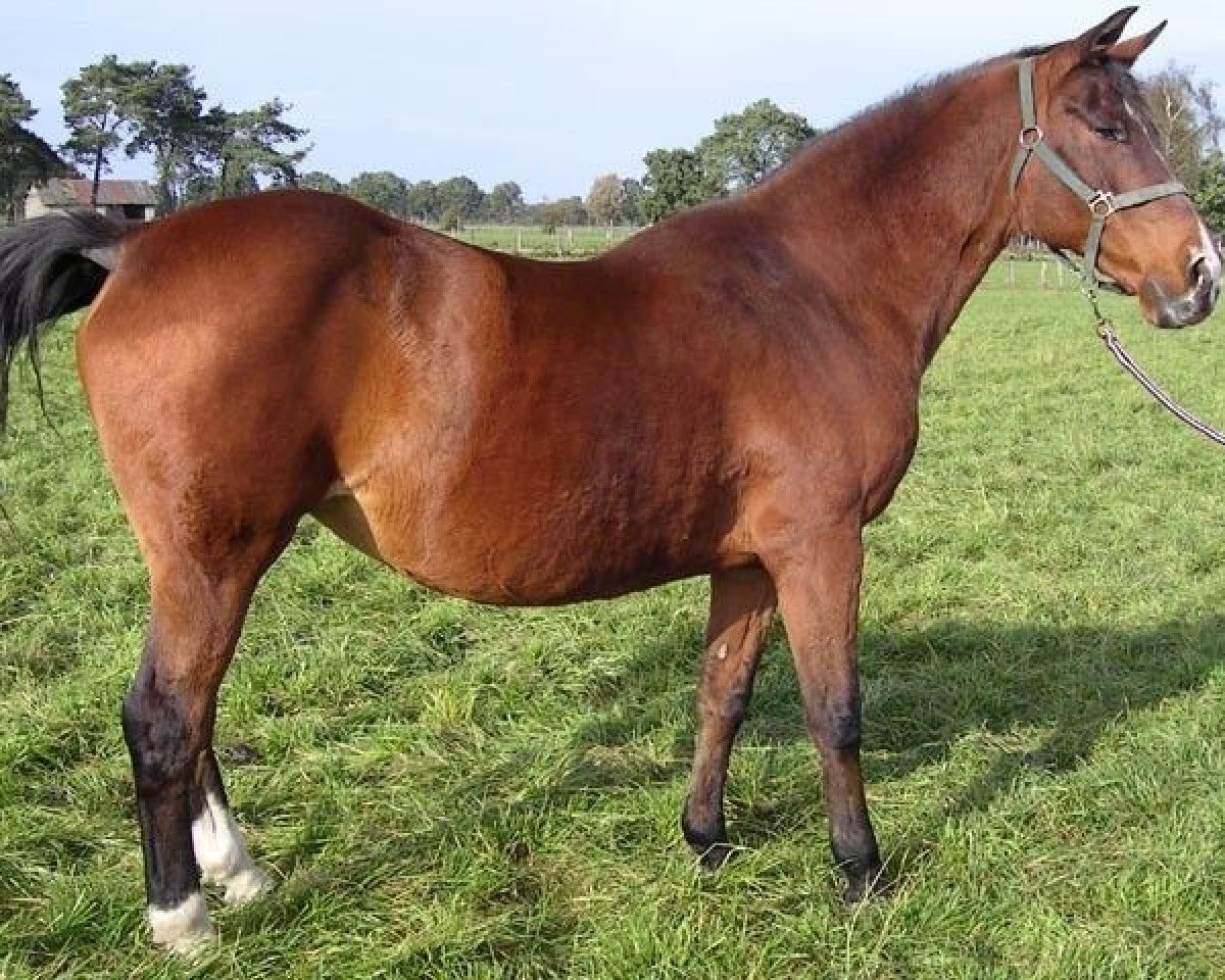 broodmare Courage (KWPN (Royal Dutch Sporthorse), 1984, from Ramiro Z)