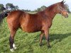 broodmare Courage (KWPN (Royal Dutch Sporthorse), 1984, from Ramiro Z)
