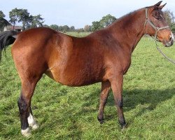 broodmare Courage (KWPN (Royal Dutch Sporthorse), 1984, from Ramiro Z)