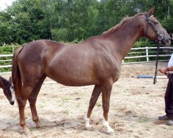 broodmare Caprice (Oldenburg, 2005, from Rubin Rouge)