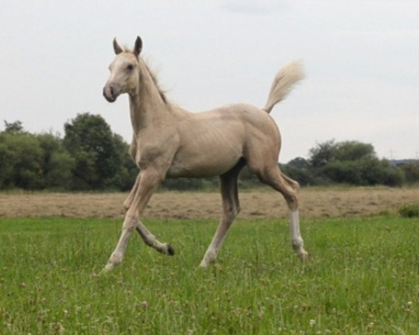 jumper Golden Dream Man (Mecklenburg, 2012, from Creme de la Creme)