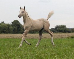 Springpferd Golden Dream Man (Mecklenburger, 2012, von Creme de la Creme)