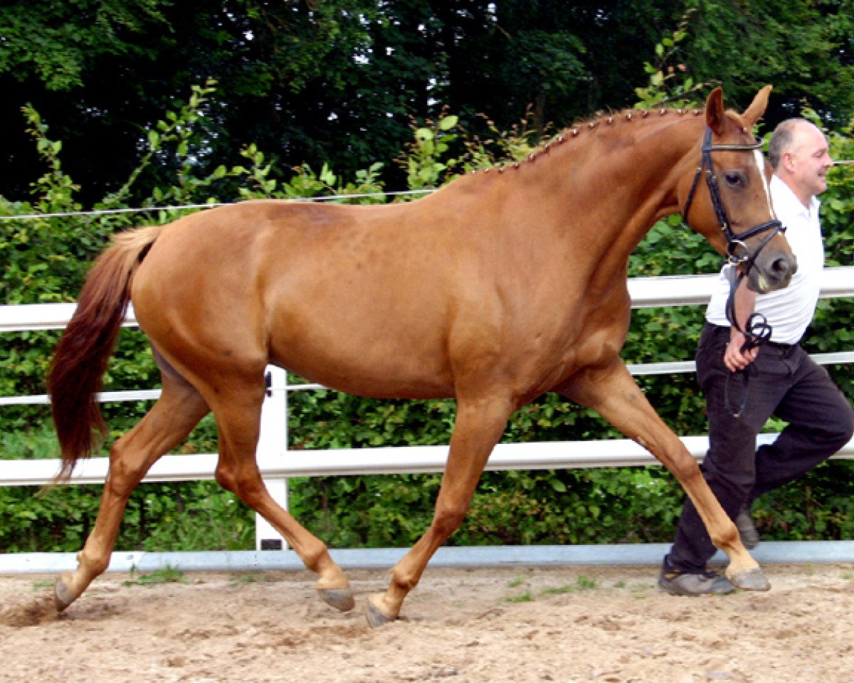 Zuchtstute Chamonix (Oldenburger, 2006, von Rubin Rouge)