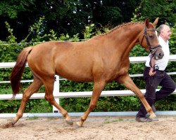 Zuchtstute Chamonix (Oldenburger, 2006, von Rubin Rouge)