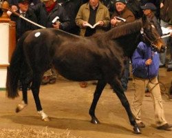 broodmare Mandellicht xx (Thoroughbred, 1994, from Be My Guest xx)