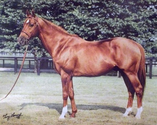 stallion Diesis xx (Thoroughbred, 1980, from Sharpen Up xx)