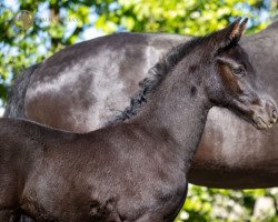 Springpferd Parcival Z (Zangersheide Reitpferd, 2022, von Pegase van 't Ruytershof)