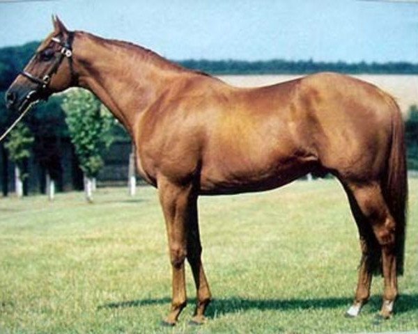 stallion Elmaamul xx (Thoroughbred, 1987, from Diesis xx)