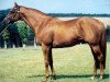 stallion Elmaamul xx (Thoroughbred, 1987, from Diesis xx)