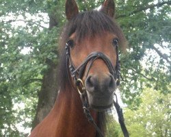 horse Mefisto (German Riding Pony, 2005, from Mon Beck)