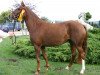 broodmare Domenica (Little German Riding Horse, 2002, from Dreamy's Dayton)