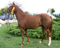 broodmare Domenica (Little German Riding Horse, 2002, from Dreamy's Dayton)