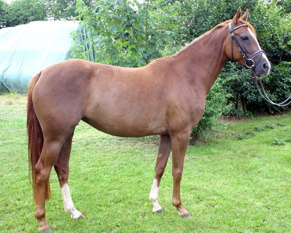 Pferd Delbi (Kleines deutsches Reitpferd, 2004, von Dreamy's Dayton)
