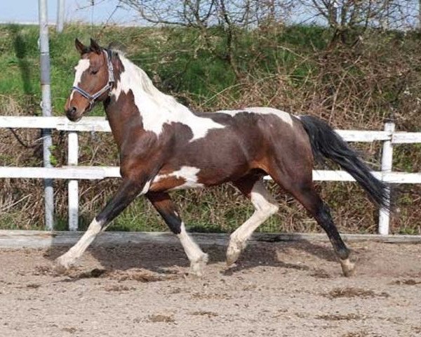 stallion Agnus Dei (Pinto / Small Riding Horse, 1993, from Albano (Apache))