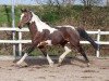 stallion Agnus Dei (Pinto / Small Riding Horse, 1993, from Albano (Apache))