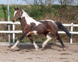 stallion Agnus Dei (Pinto / Small Riding Horse, 1993, from Albano (Apache))